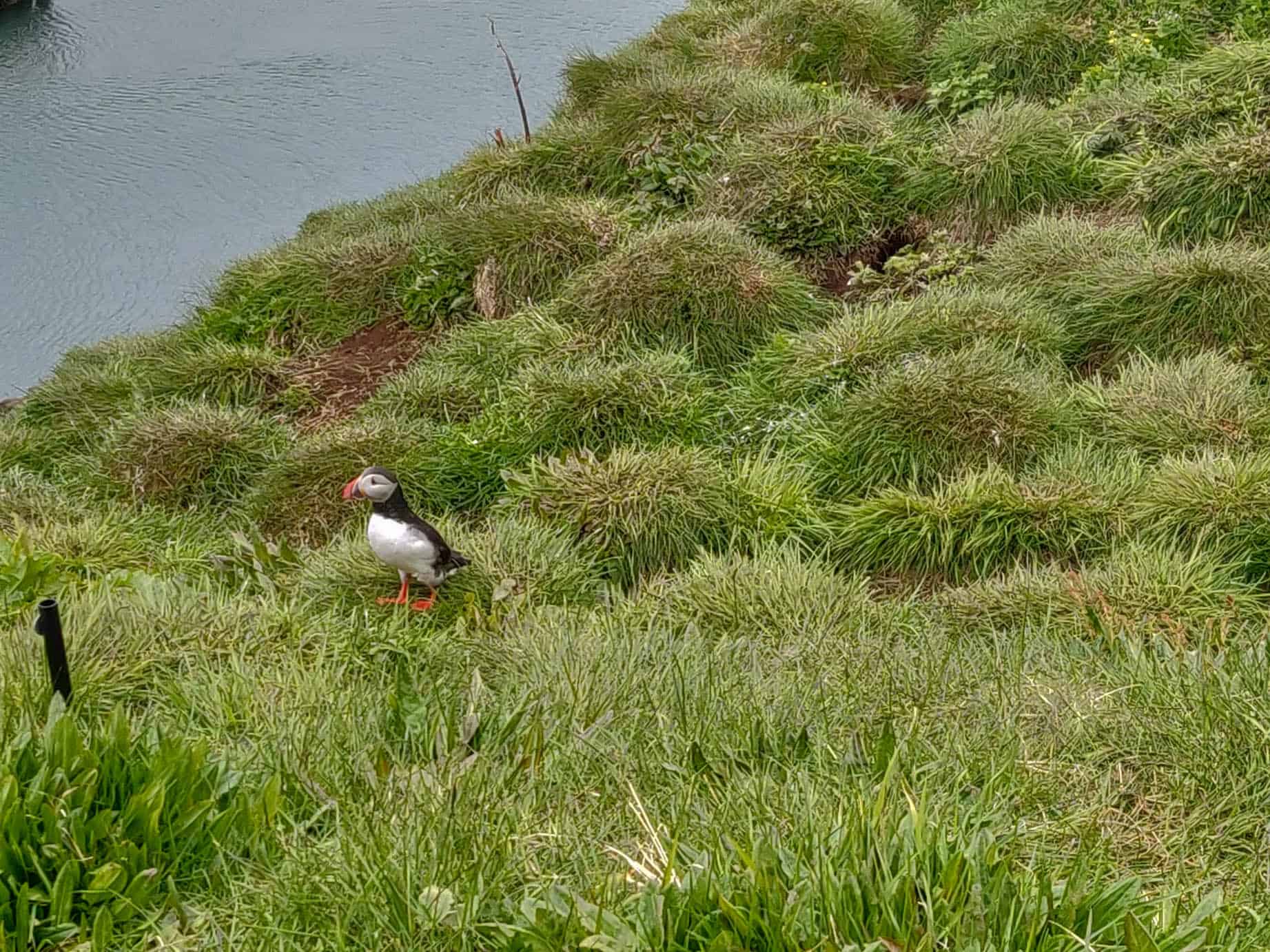 Puffins in Borgarfjörður - Iceland